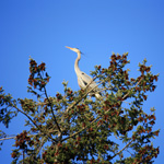 Great Blue Heron perched in a tree